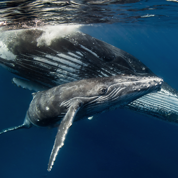 image listing de la page l'observation des baleines  est menacé