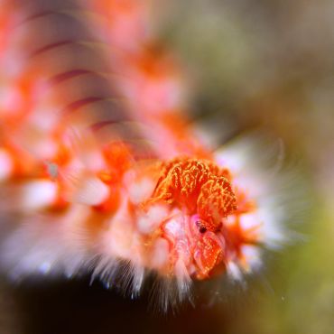 Sébastien Ameeuw - Médaille de bronze championnat du monde 2021